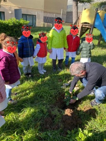 Albero Castellonorato